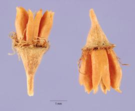   Fruits:   Spiraea salicifolia , dried hypanthia with follicles attached; Photo by T. Slotta, USDA-NRCS Plants Database
